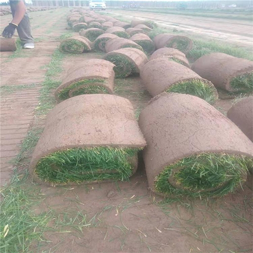 济南草坪种植