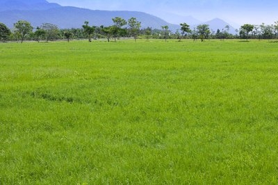 专业化管理助力草坪种植项目提升品质
