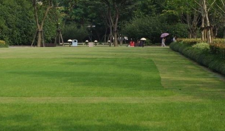 冬季如何科学养护石家庄的草坪